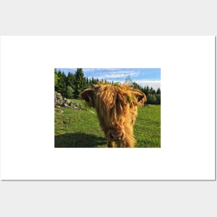 Scottish Highland Cattle Calf 1765 Posters and Art